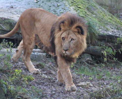 Seit 2007 lebt der fast 19-jährige Löwe Nakuru im Zoo Osnabrück